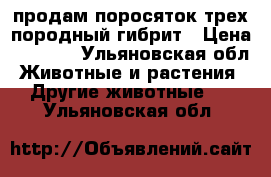 продам поросяток трех породный гибрит › Цена ­ 3 000 - Ульяновская обл. Животные и растения » Другие животные   . Ульяновская обл.